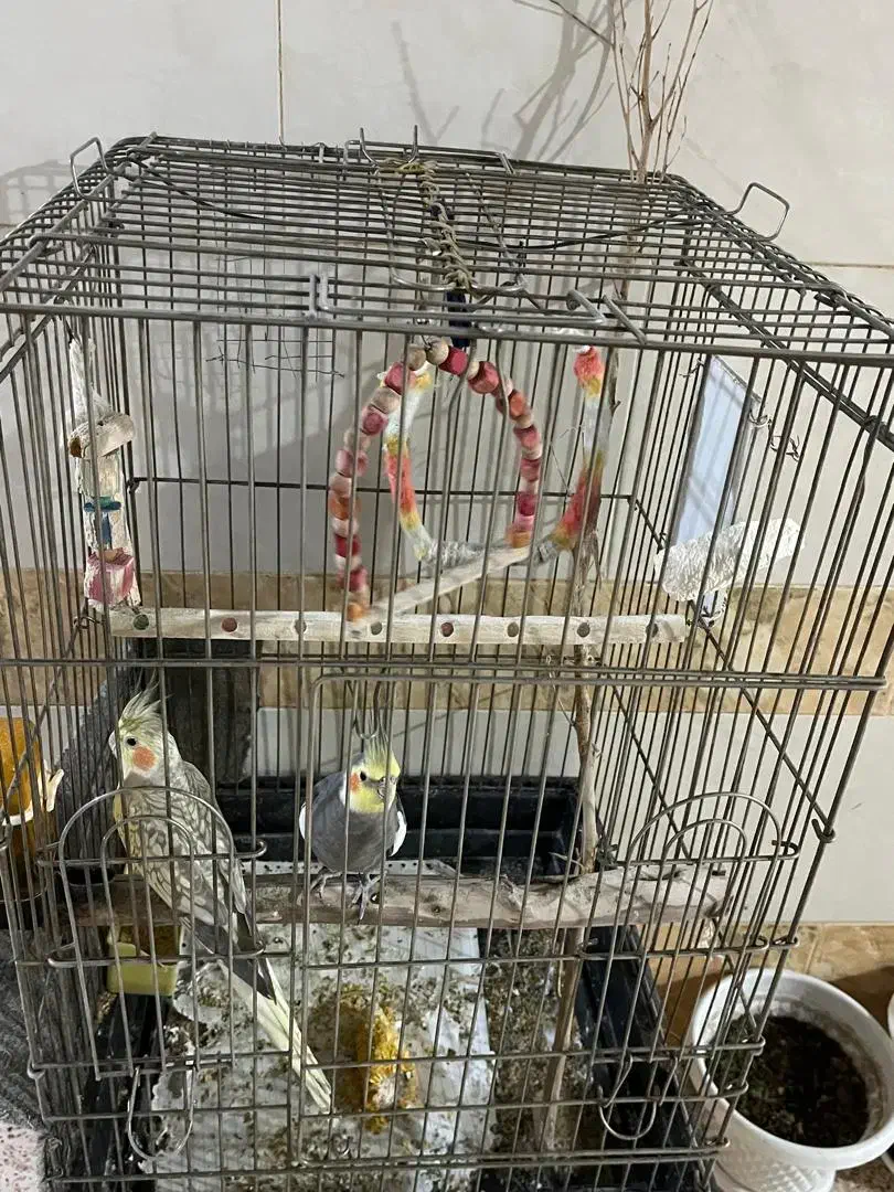 عروس هلندی|پرنده|سوسنگرد, |دیوار