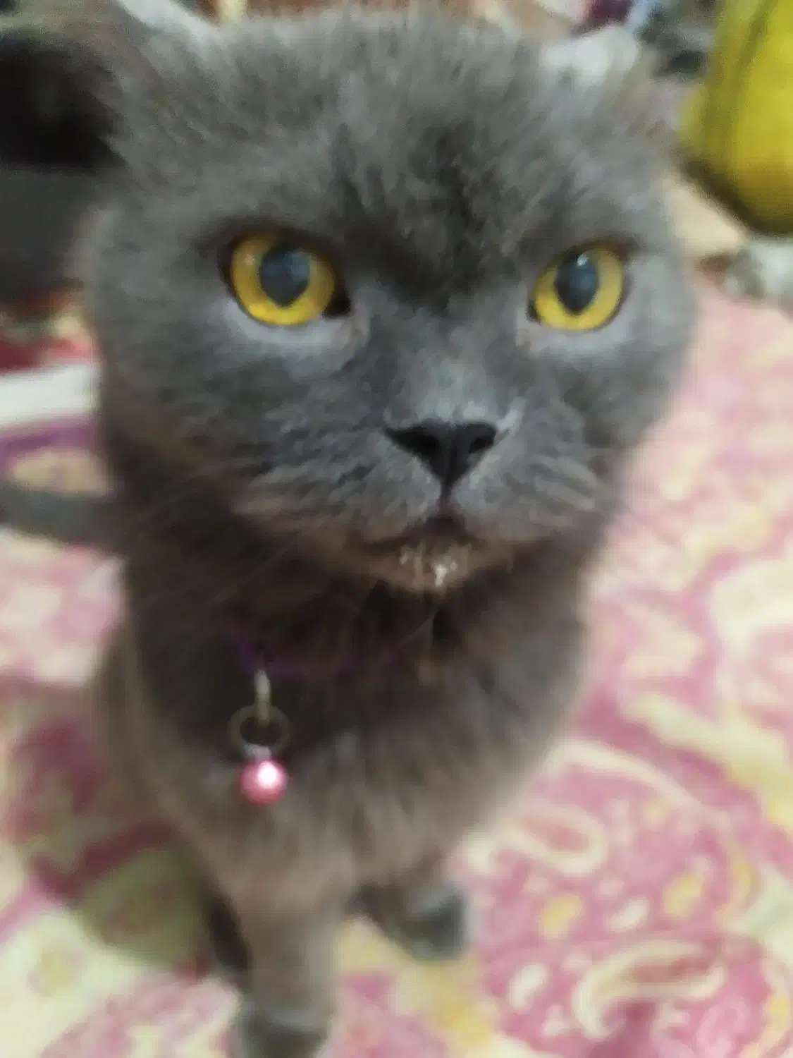 آماده جفتگیری گربه نر اسکاتیش|گربه|کرج, عظیمیه|دیوار