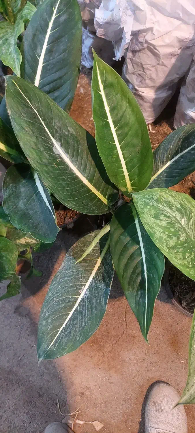 گل دیفن باخیا|گل و گیاه طبیعی|قم, خداکرم|دیوار