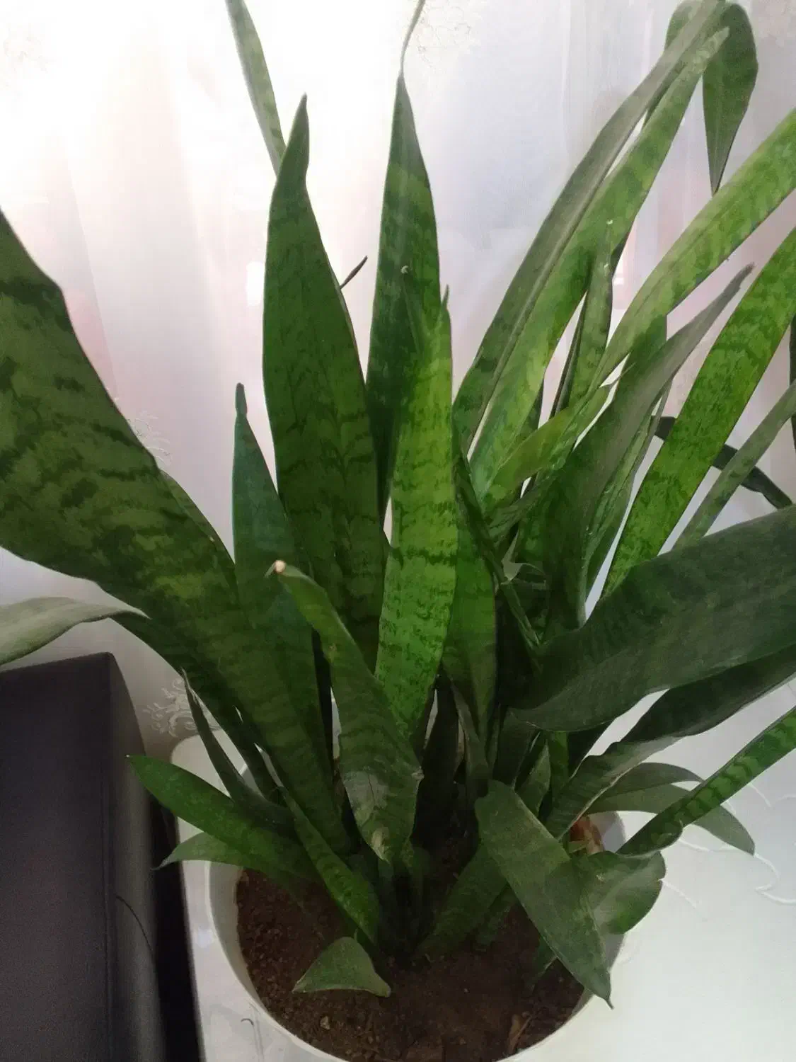 سانسوریا شمشیری سبز|گل و گیاه طبیعی|ارومیه, |دیوار