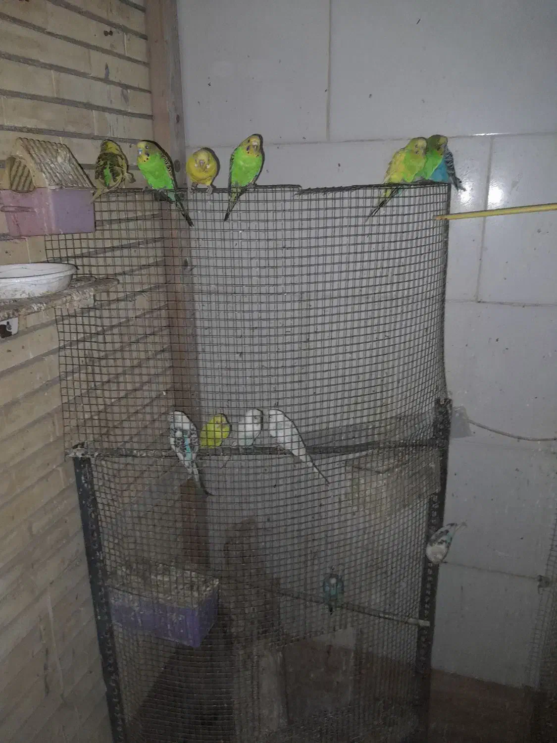 مرغ عشق همه رنگه|پرنده|طبس, |دیوار