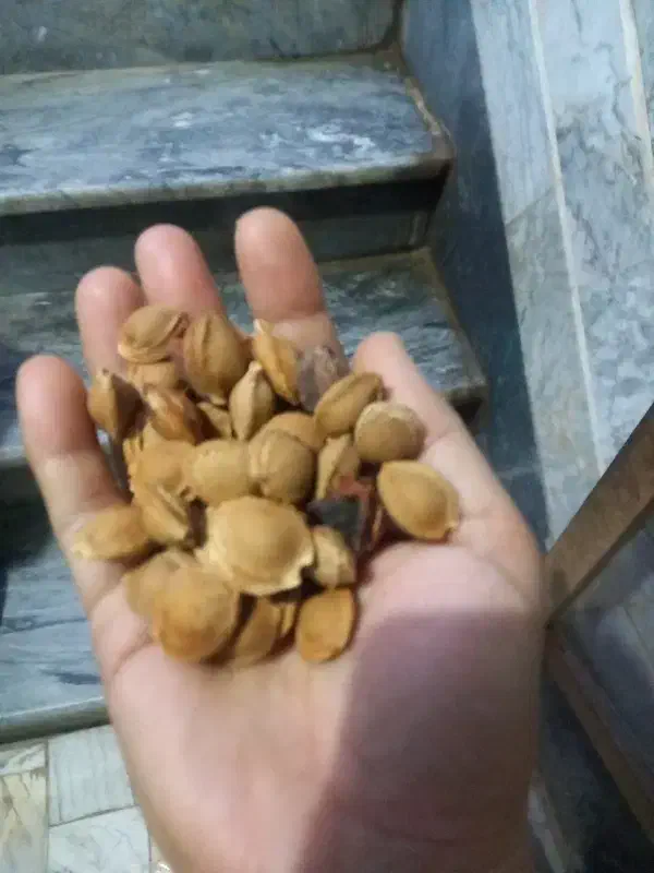 زردالوتلخ|خوردنی و آشامیدنی|قم, اسمعیل آباد|دیوار