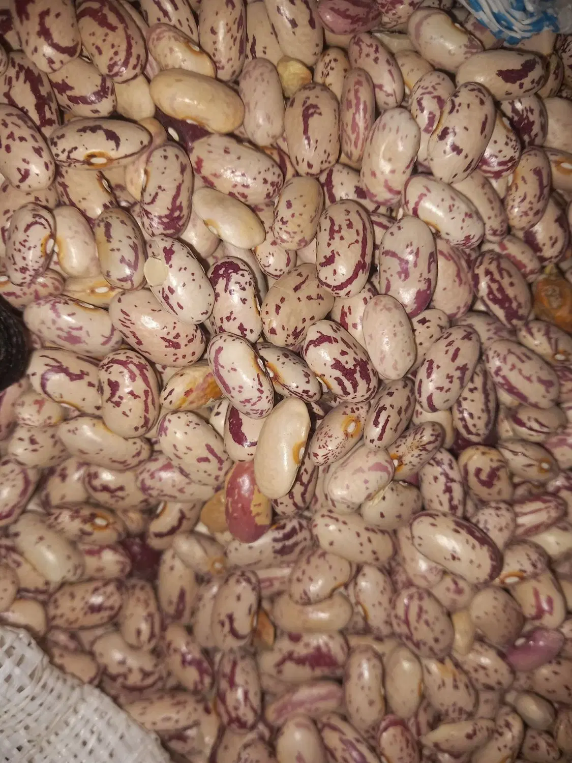 شوش|خوردنی و آشامیدنی|شوش, |دیوار