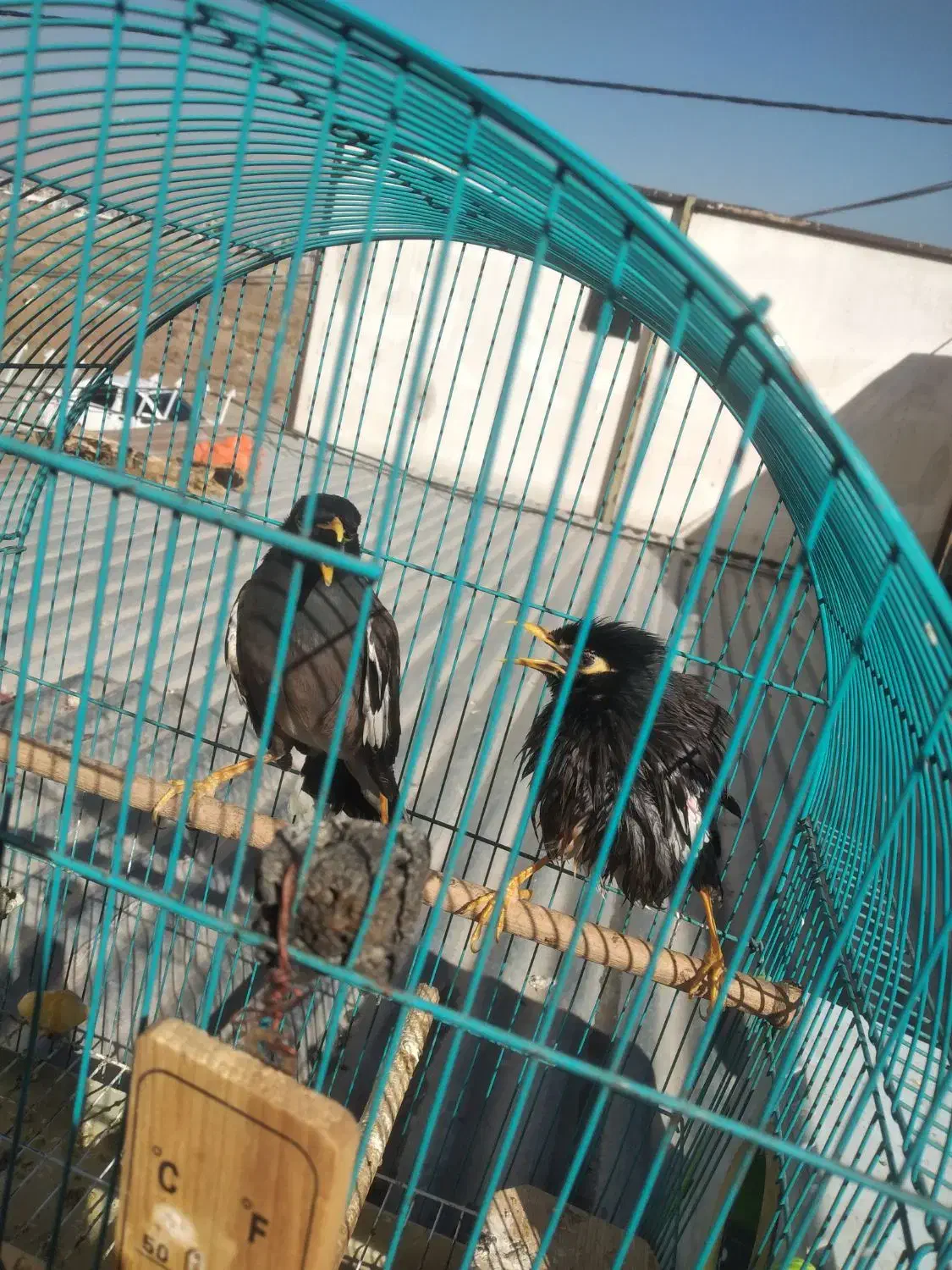 یک جفت مرغ مینا خوش رخ و خوش صدا|پرنده|کرمانشاه, |دیوار