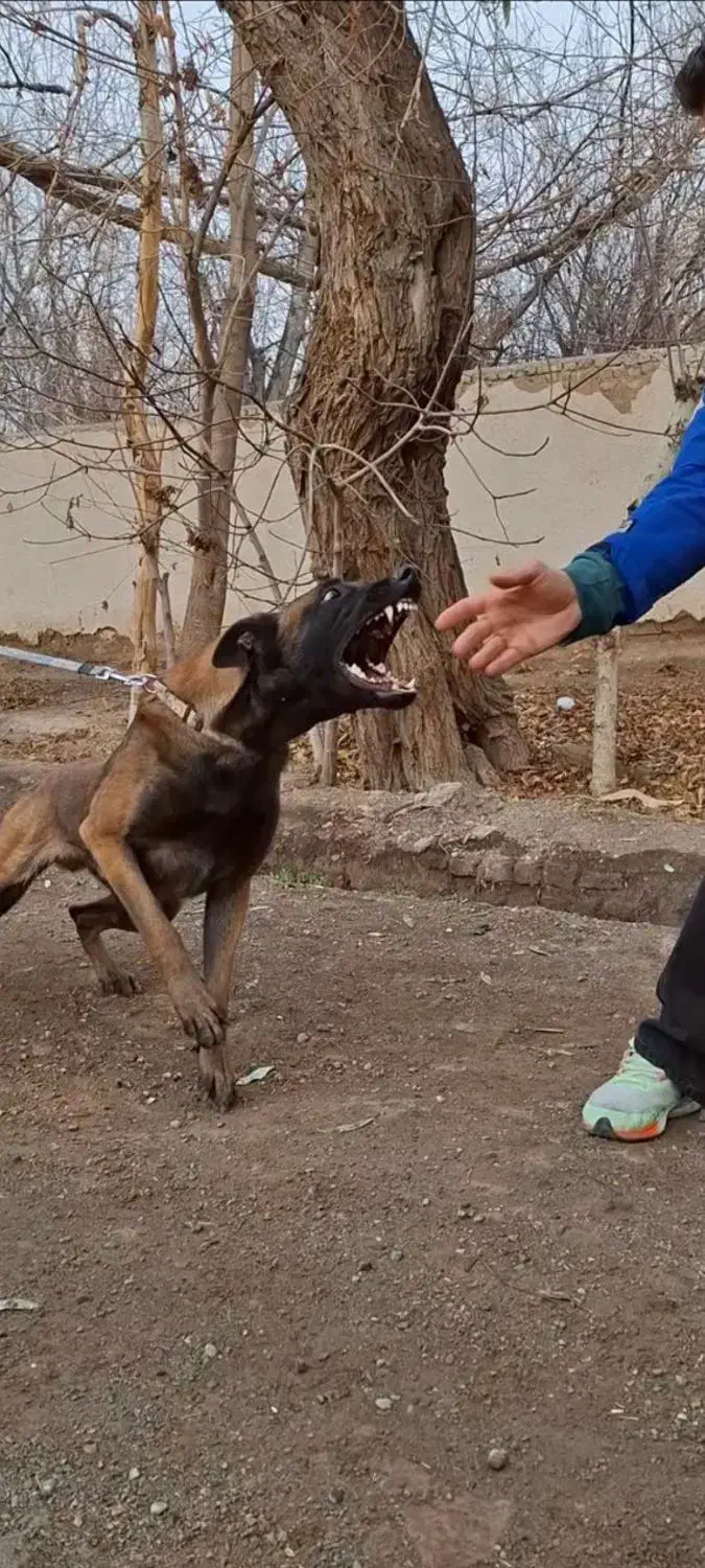 مربی سگ|خدمات آموزشی|کرج, گلشهر|دیوار