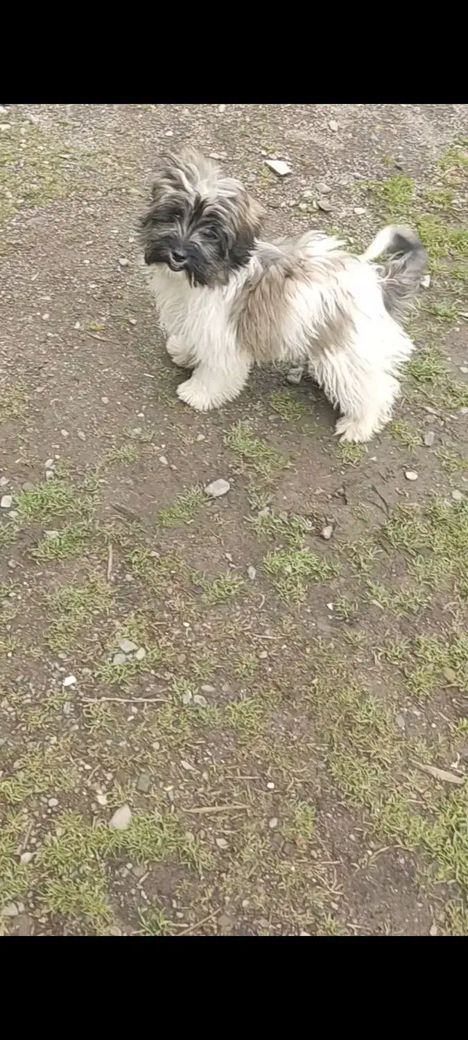 پاکوتاه تریراصیل ماده|سگ|تالش, هشتپر|دیوار