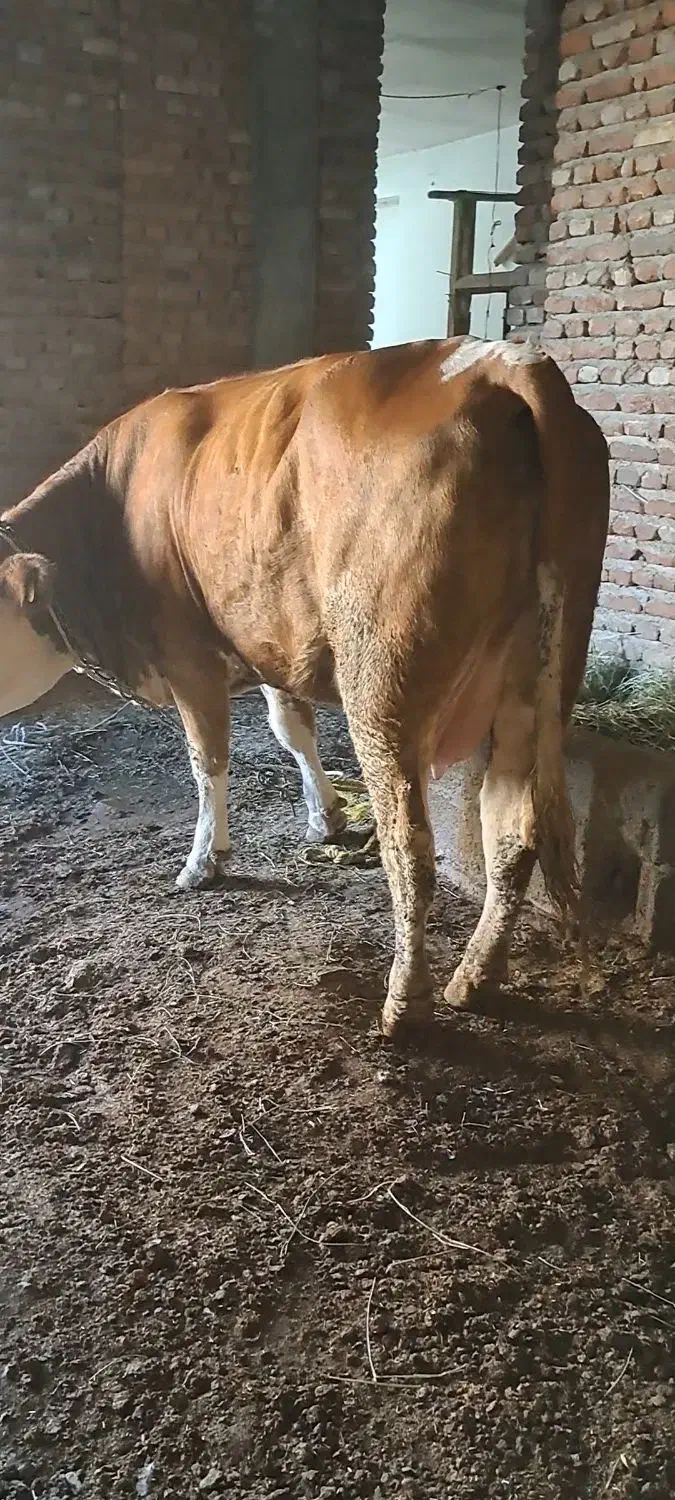 گاو سیمنتال|حیوانات مزرعه|تبریز, |دیوار