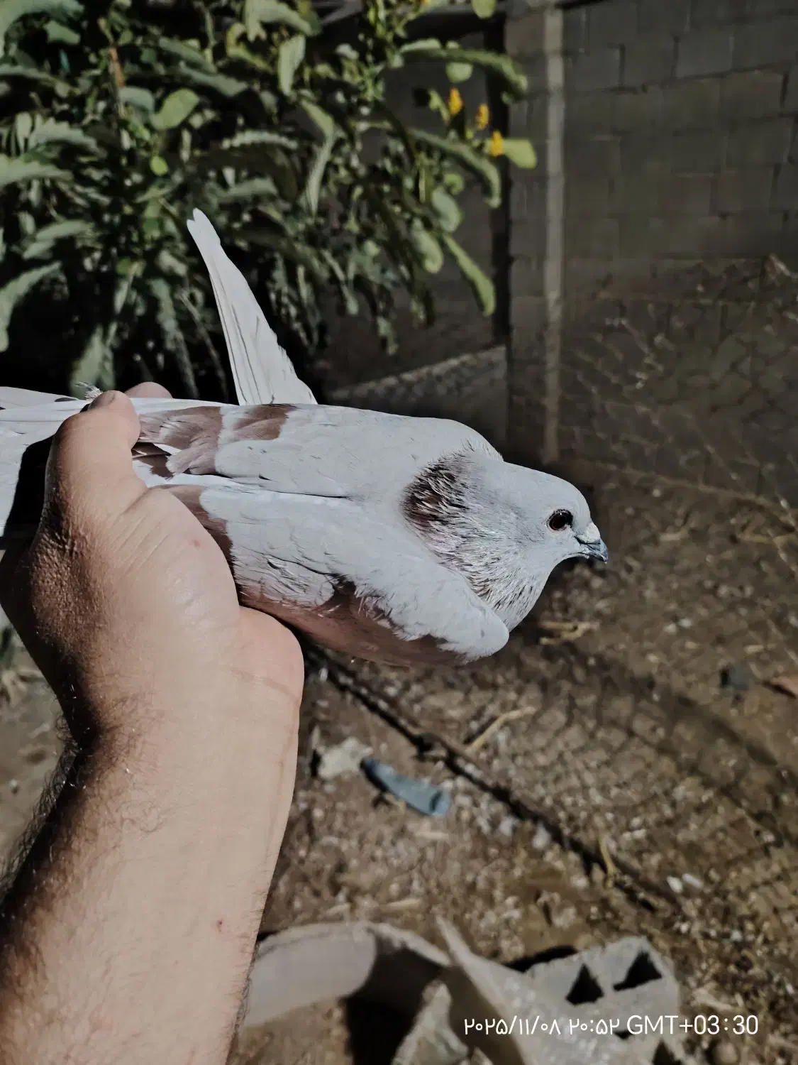 کبوتر پوس پیازی|پرنده|برازجان, |دیوار