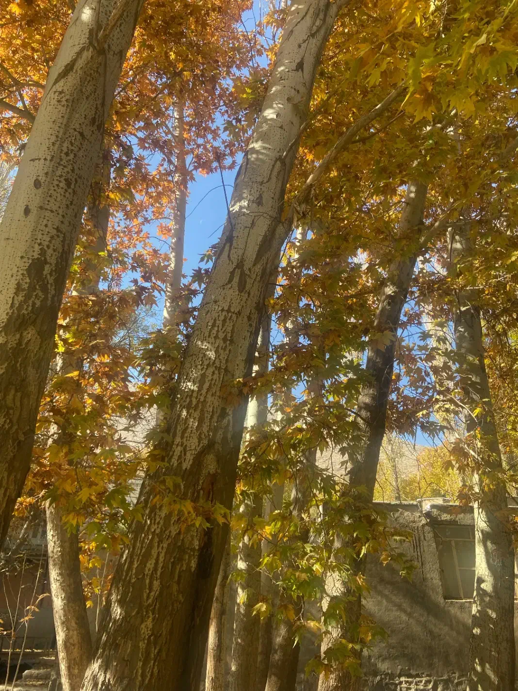 فروش درخت چوب کبوده|گل و گیاه طبیعی|خوانسار, |دیوار