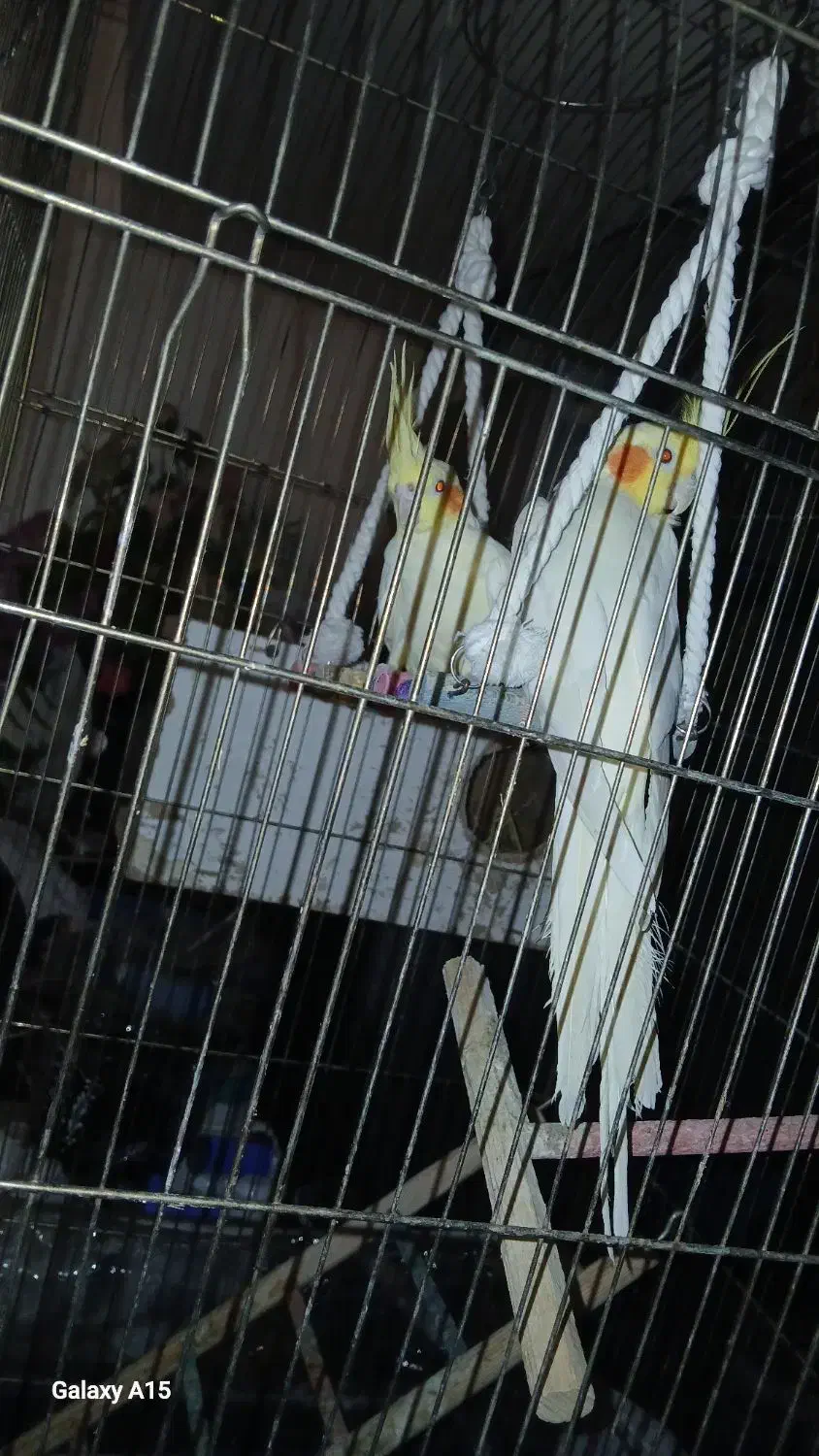 عروس لیتنیون|پرنده|چناران, |دیوار