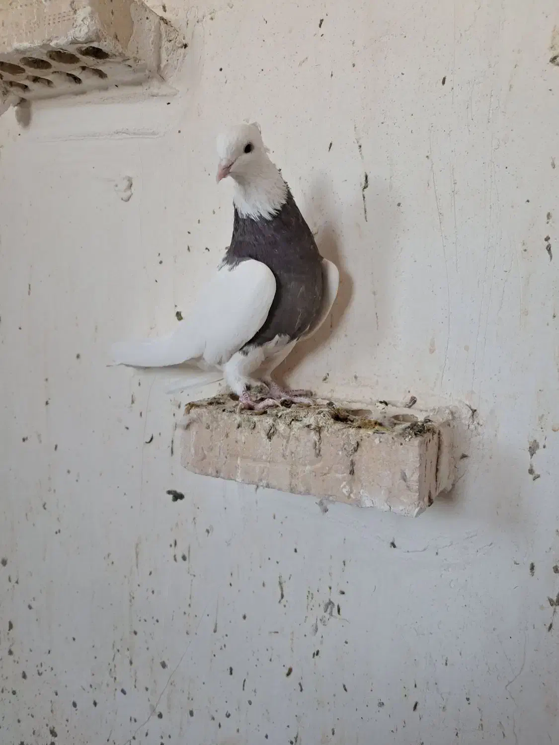 طوقی|پرنده|ایلام, |دیوار