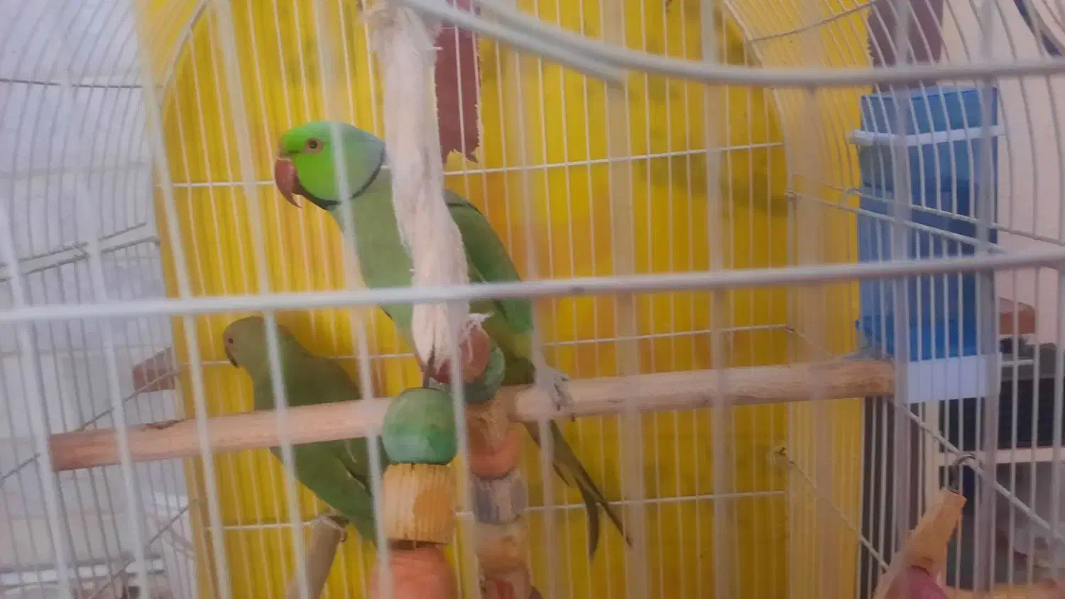 طوطی ملنگو|پرنده|محلات, |دیوار