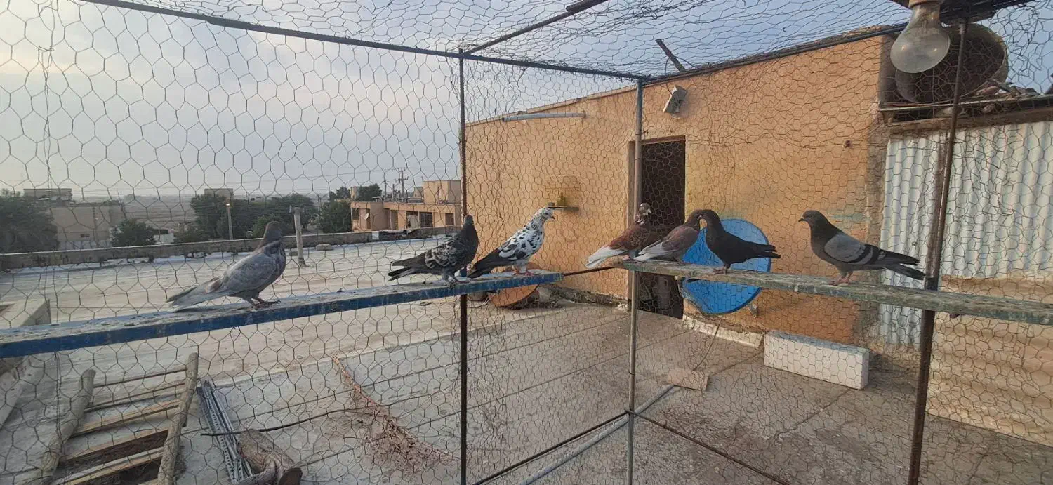 کبوتر|پرنده|بندر ماهشهر, |دیوار