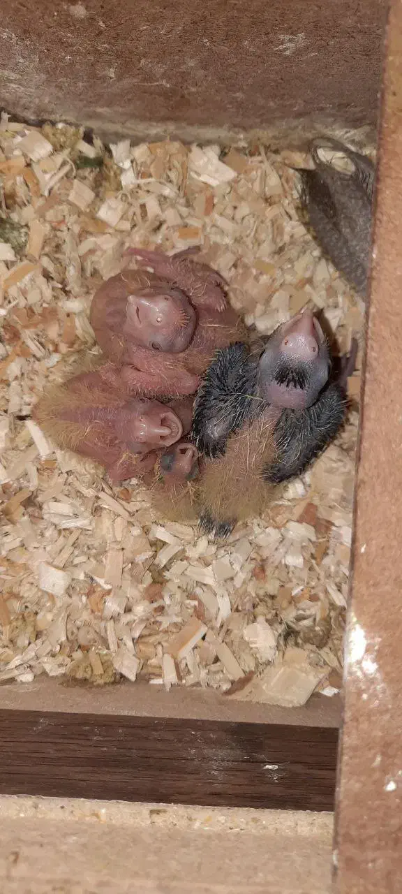 پیدا شده عروس هلندی|حیوانات|اصفهان, وحید|دیوار