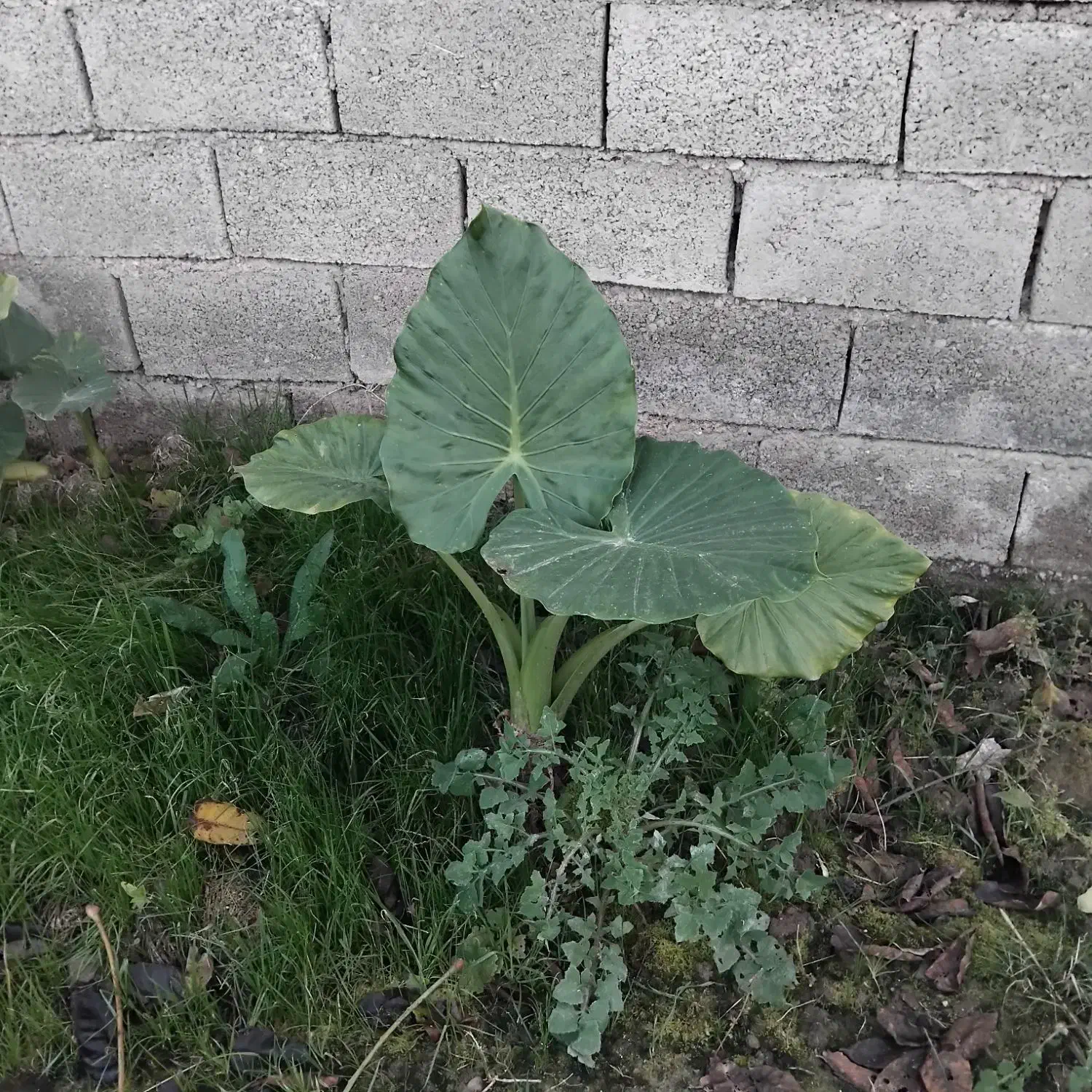 گل باباآدم تنه سبزویوگا|گل و گیاه طبیعی|امیرکلا, |دیوار