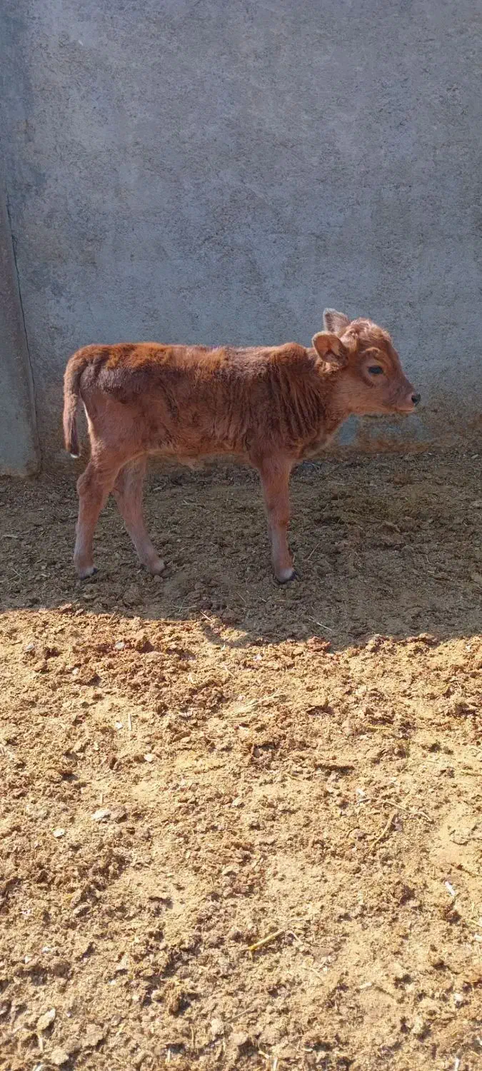 گوساله شیری|حیوانات مزرعه|کوهدشت, |دیوار