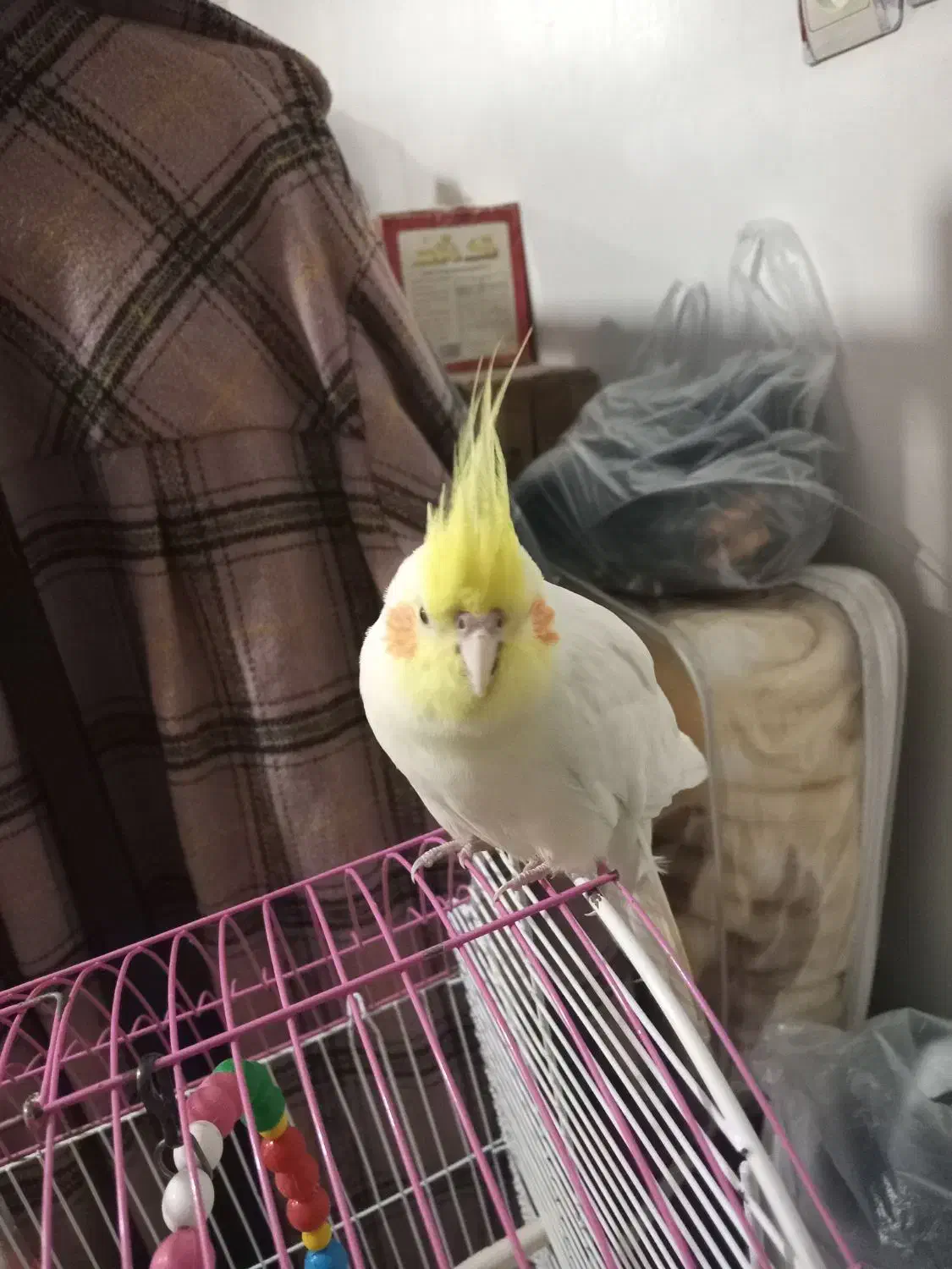 عروس،هلندی|پرنده|مشهد, رضاییه|دیوار