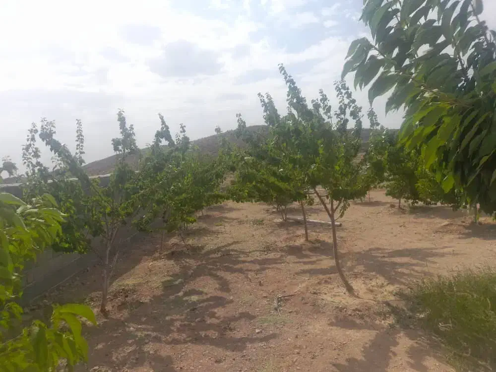 کف کش|ابزارآلات|رفسنجان, |دیوار