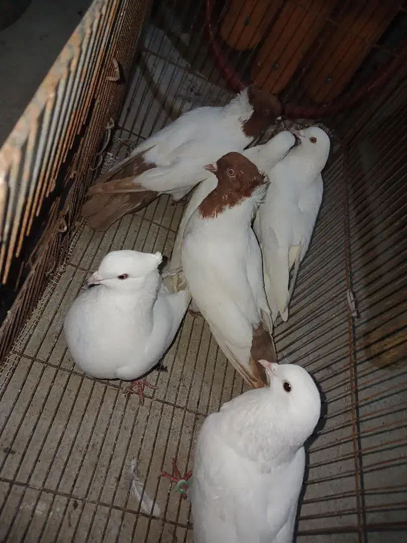 ۱۸ عدد کبوتر تزئینی زیبا و کیفیت عالی|پرنده|نقده, |دیوار