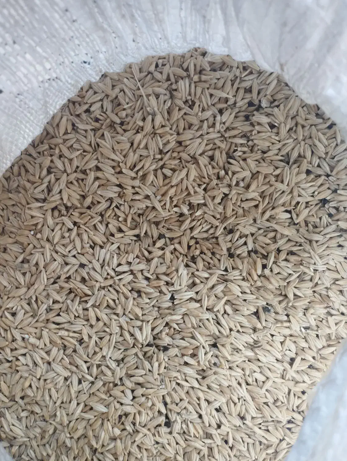 جو دیمی|خدمات باغبانی و درختکاری|افشار, |دیوار