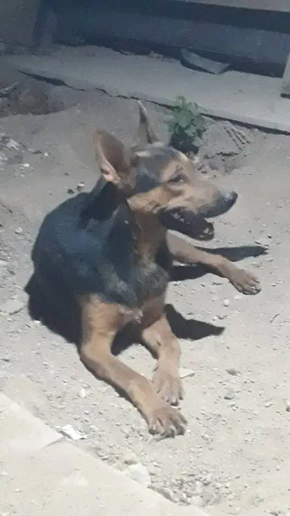 واگذاری سگ نژاد ژرمن دوبرمن|سگ|کرج, گلدشت|دیوار