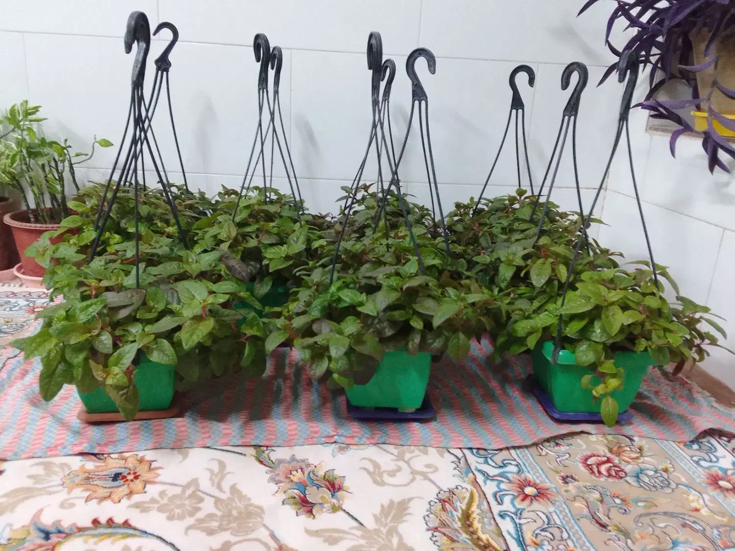 گل مروارید بسیار زیبا،جز گلهای آپارتمانی میباشد|گل و گیاه طبیعی|مبارکه, |دیوار