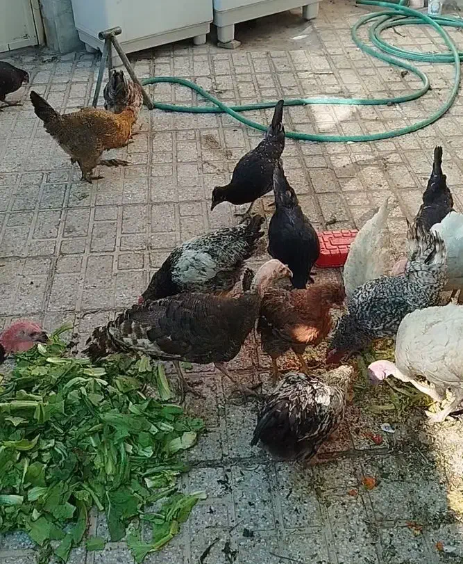 فروش مرغ،خروس،بوقلمون|حیوانات مزرعه|فسا, |دیوار