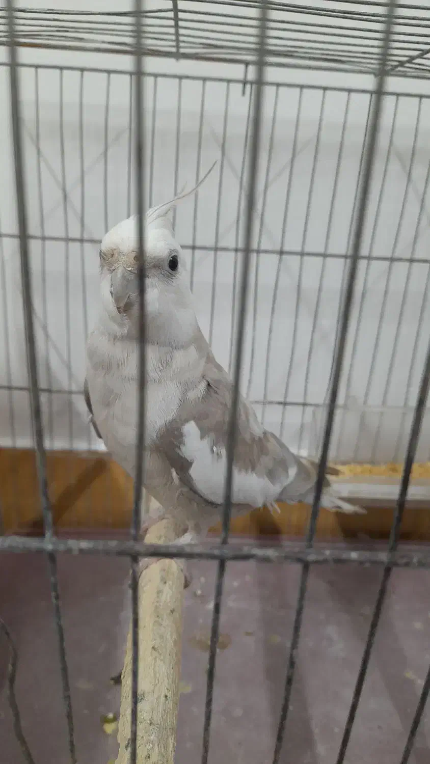 طوطی عروس جفت|پرنده|رشت, نظری|دیوار