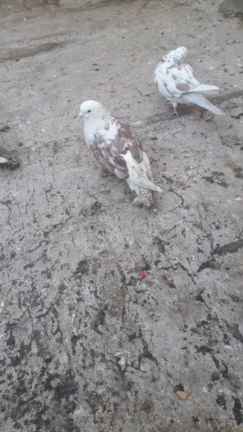 نر پشت گلی|حیوانات|قم, زنبیل آباد|دیوار