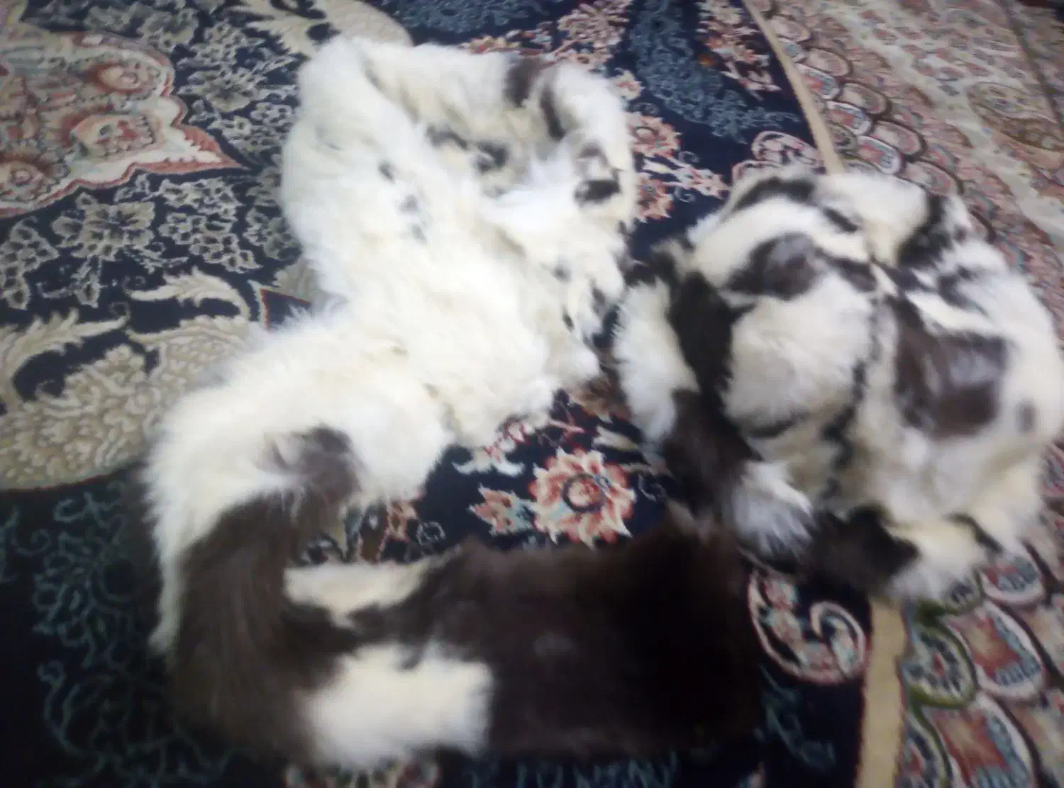 کلاه و شال گردن پوست طبیعی|لباس|مشهد, امین آباد|دیوار