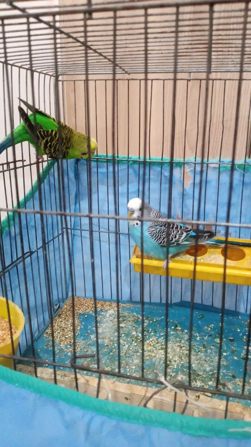 یه جفت مرغ عشق|پرنده|کرمانشاه, |دیوار