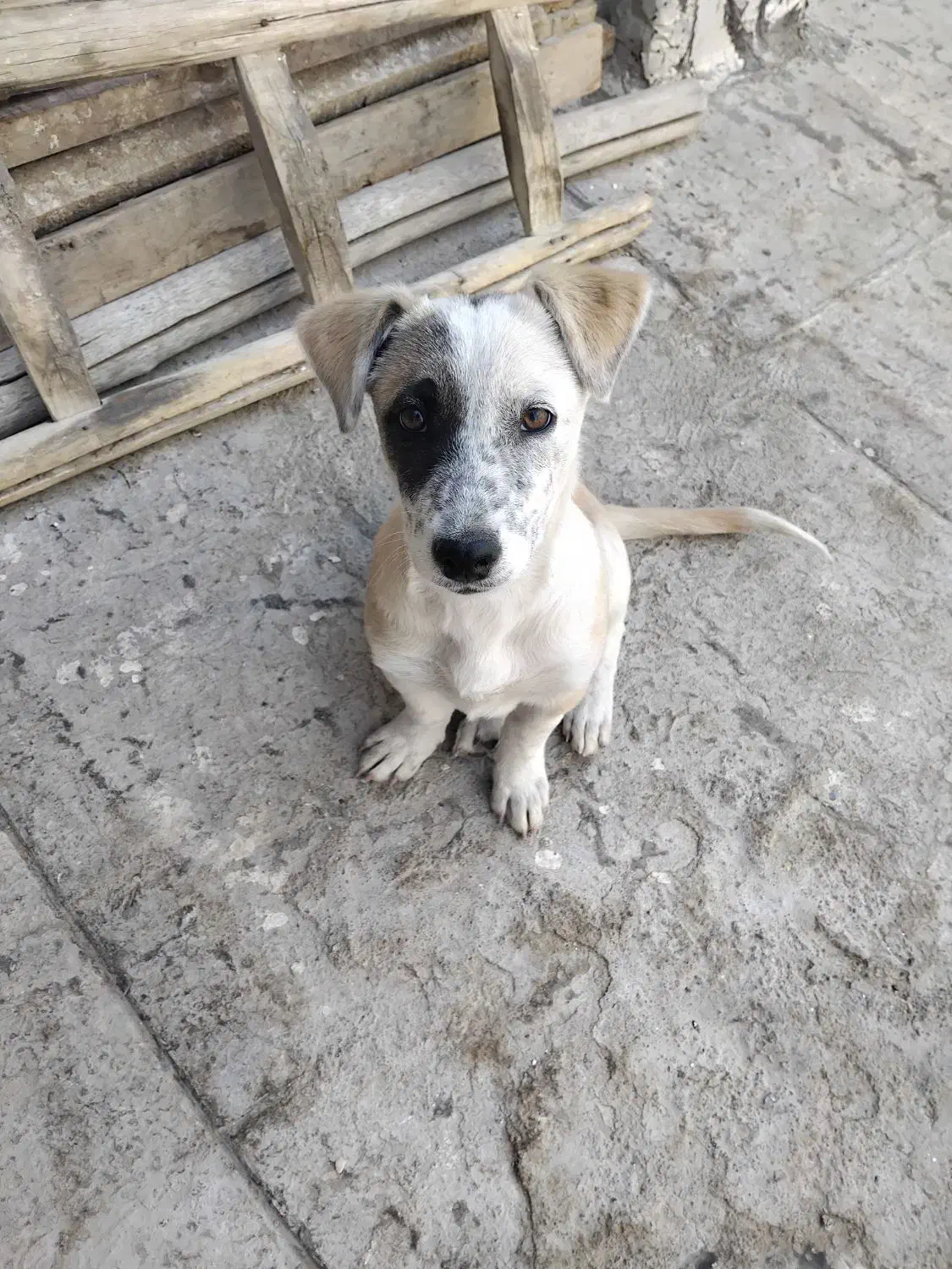 سگ پاکوتاه|سگ|مشهد, خواجه ربیع|دیوار