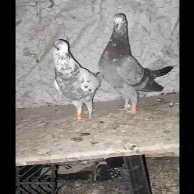 کبوتر گمشده|پرنده|شاهین‌شهر, گرگاب|دیوار