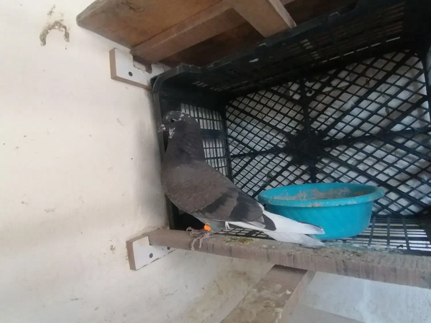 جوجه کفتر غریب پیدا شده|پرنده|بهارستان, |دیوار