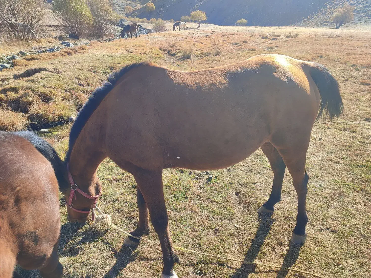 مادیا و کره مادیان فروشی|اسب و تجهیزات اسب‌سواری|مریوان, |دیوار