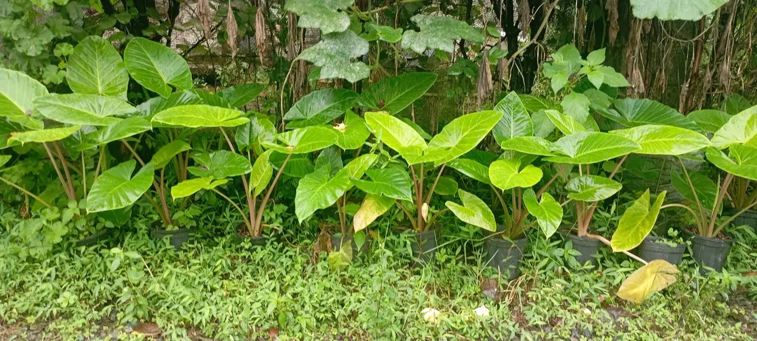 فروش بابا آدم|گل و گیاه طبیعی|رحیم‌آباد, |دیوار