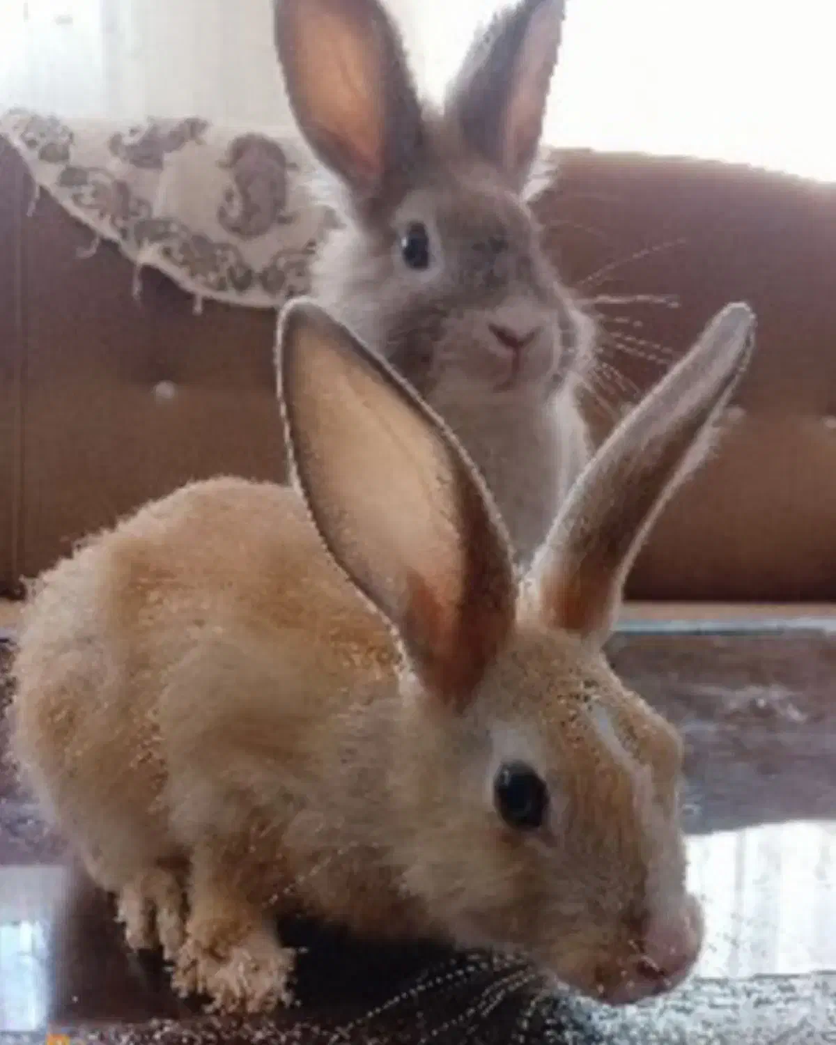 خرگوش فازی امریکایی و خرگوش انقوره|موش و خرگوش|بیرجند, |دیوار