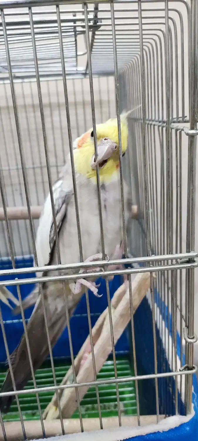 عروس هلندی مولد|پرنده|خمینیشهر, |دیوار