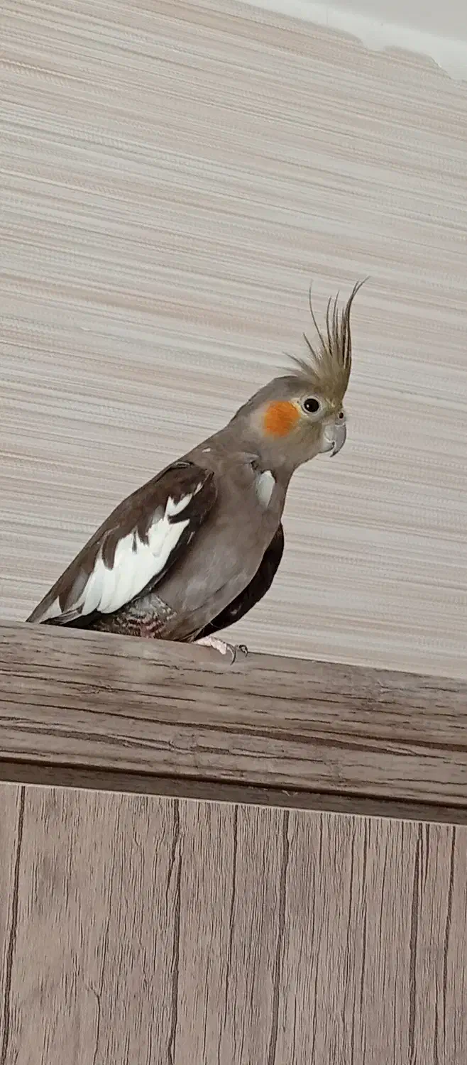 فروش عروس هلندی|پرنده|بشاگرد, |دیوار