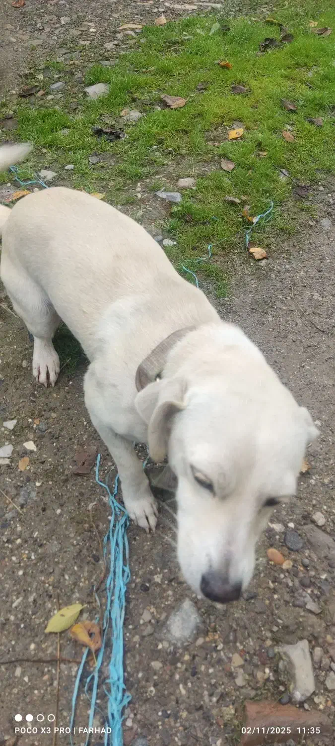 سگ اشپیتز ماده|سگ|ایزدشهر, |دیوار