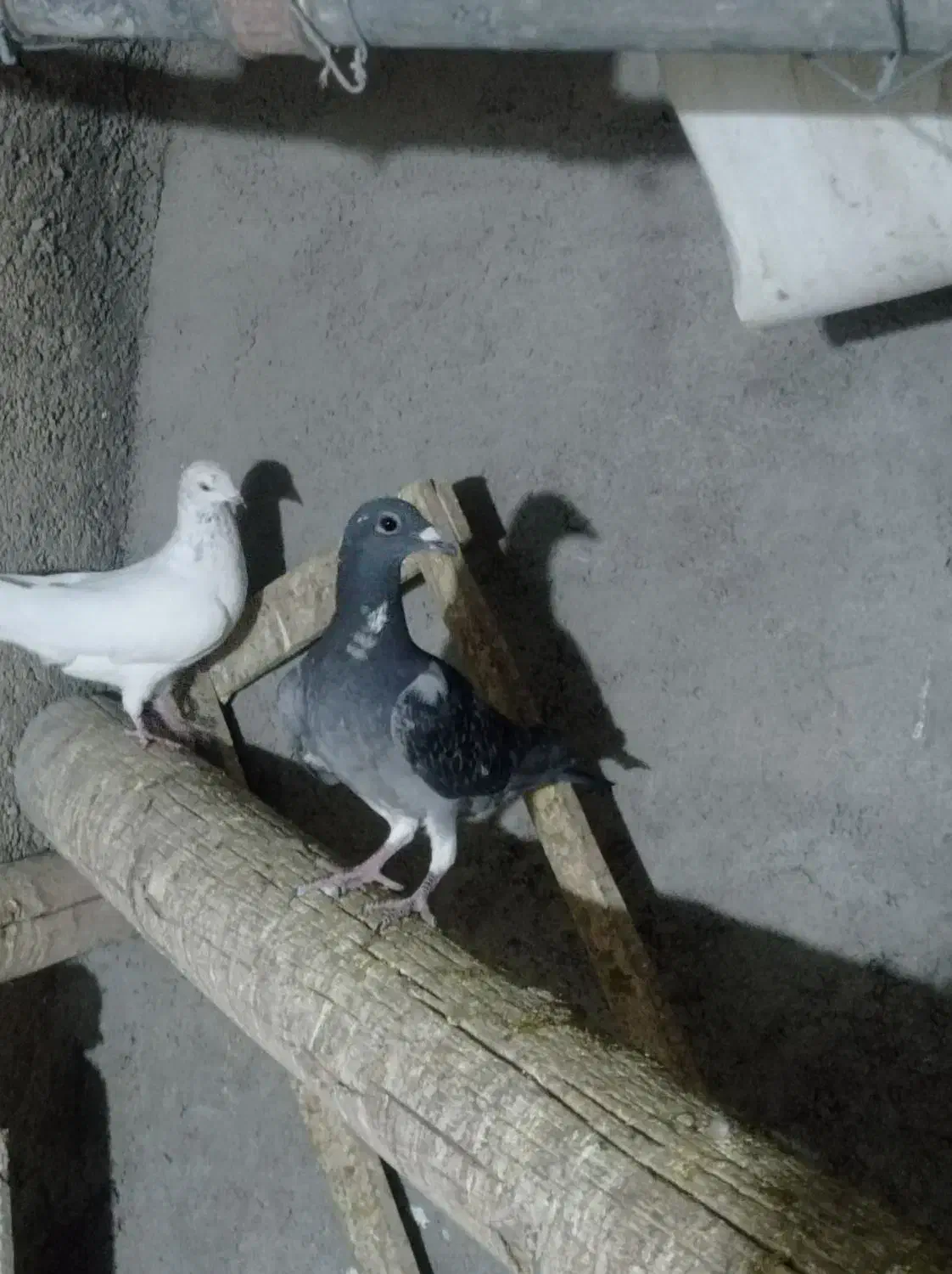 پلاکی ظالم|پرنده|نجفآباد, جعفرآباد|دیوار