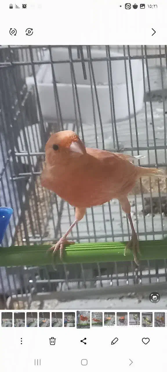 قناری . برفکی .|پرنده|ملایر, |دیوار