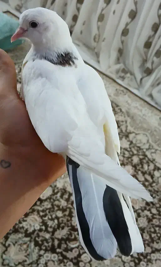 کبوتر دستی|پرنده|شاهین‌شهر, مسکن مهر|دیوار