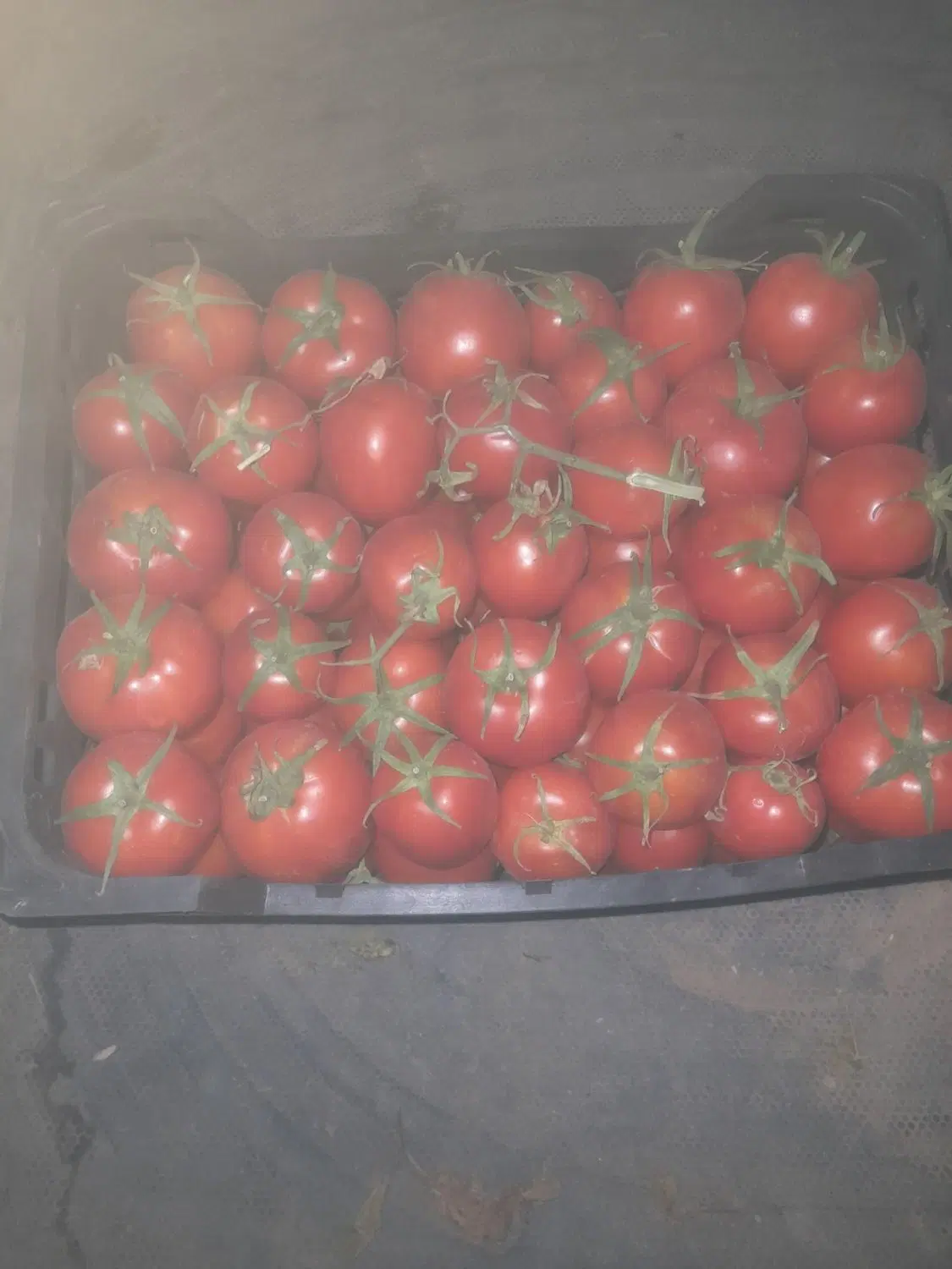گوجه|خوردنی و آشامیدنی|اسفراین, |دیوار