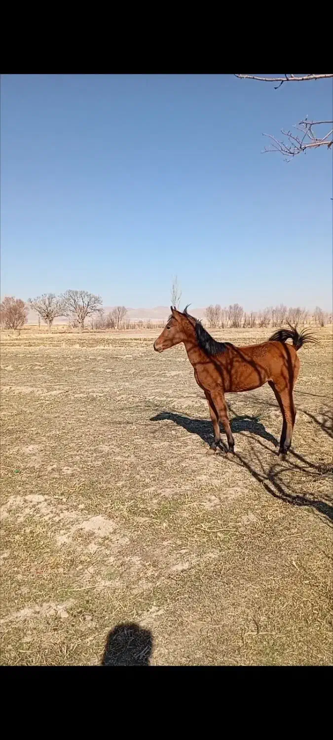 فروش سه عدد مادیان کرد|اسب و تجهیزات اسب‌سواری|رزن, |دیوار