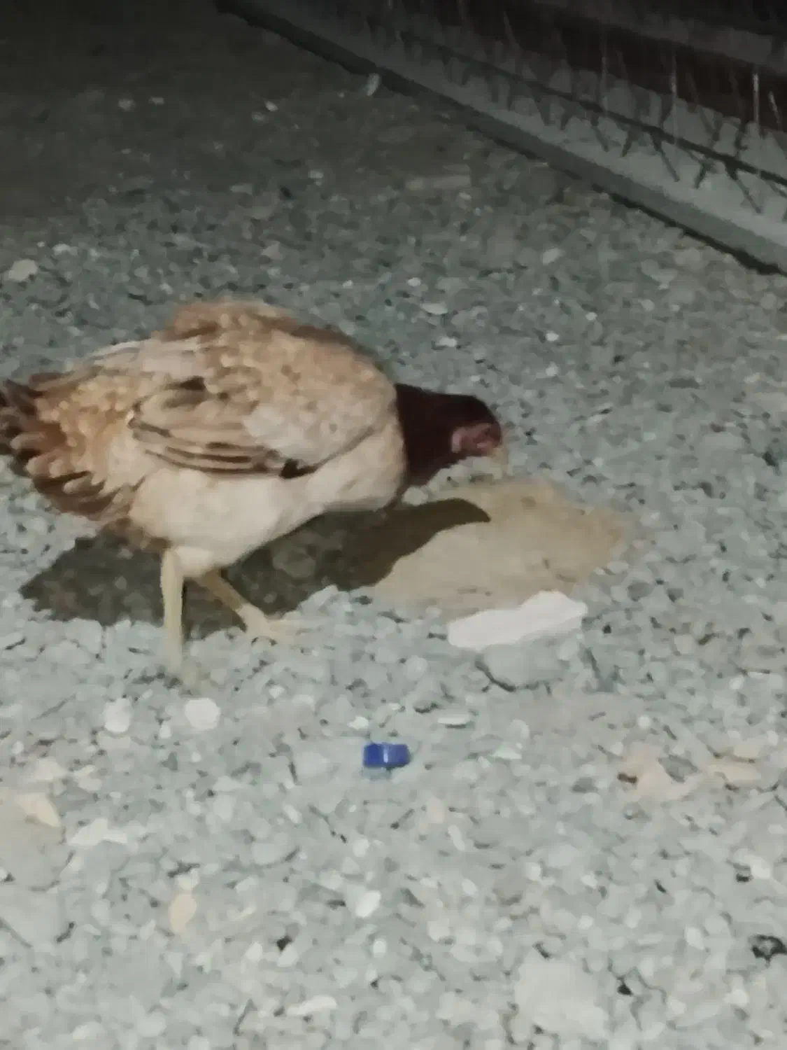 مرغ و خروس|حیوانات مزرعه|ایرانشهر, |دیوار