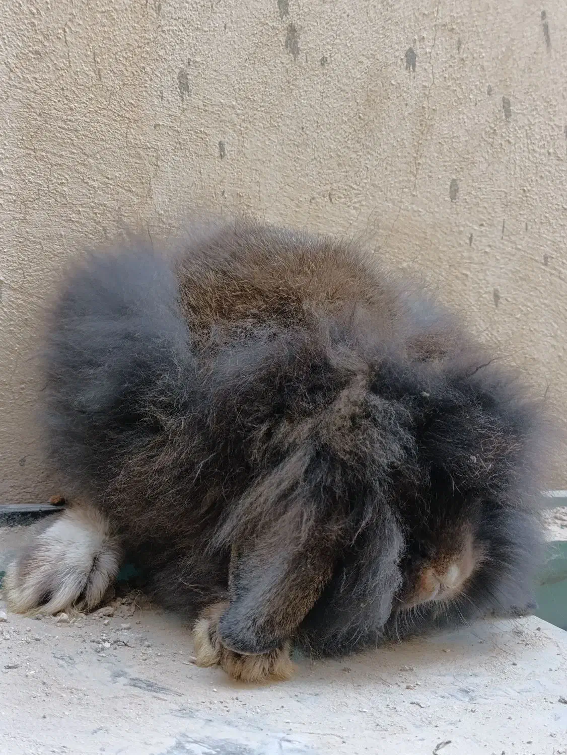 خرگوش لوپ|موش و خرگوش|بندر کنگان, |دیوار