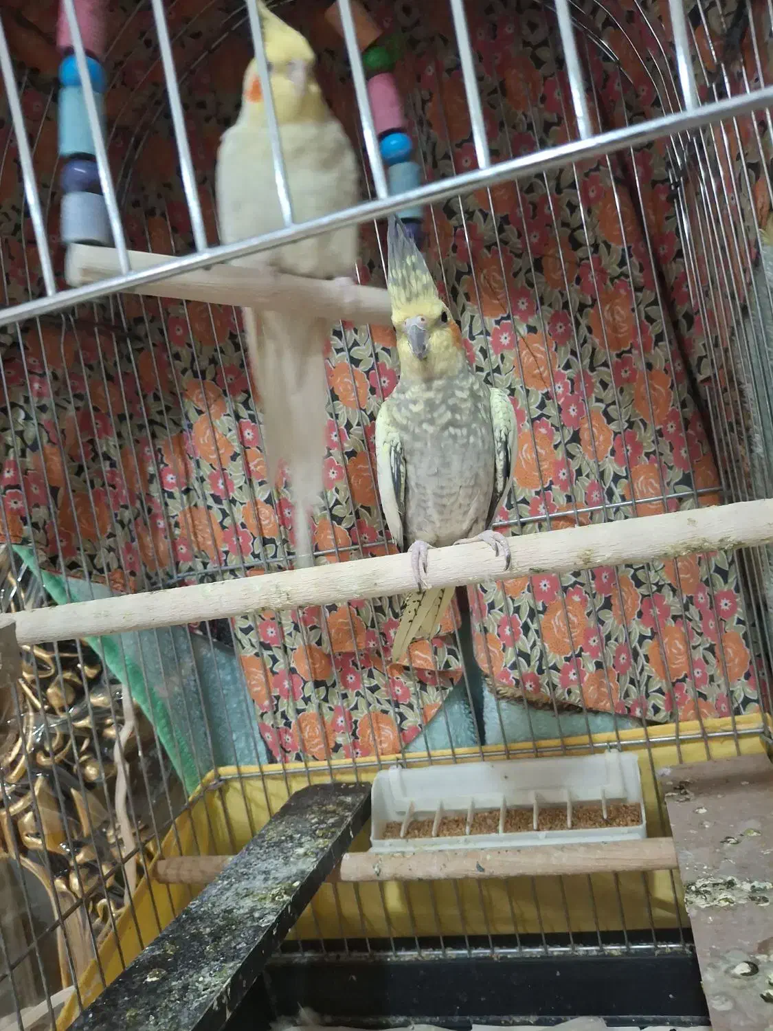 عروس هلندی گلباقالی|پرنده|شاهدشهر, |دیوار