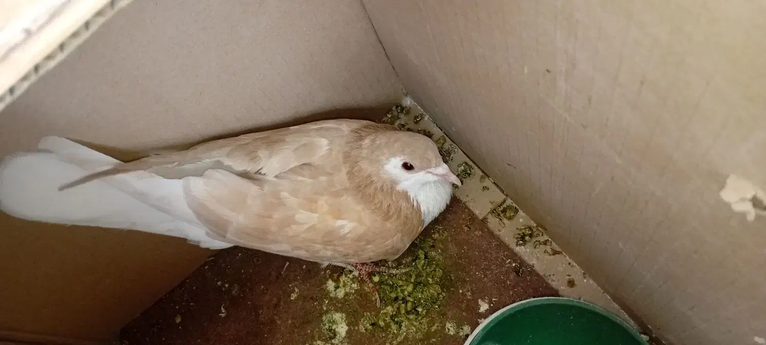 کفتر|پرنده|زاوه, |دیوار