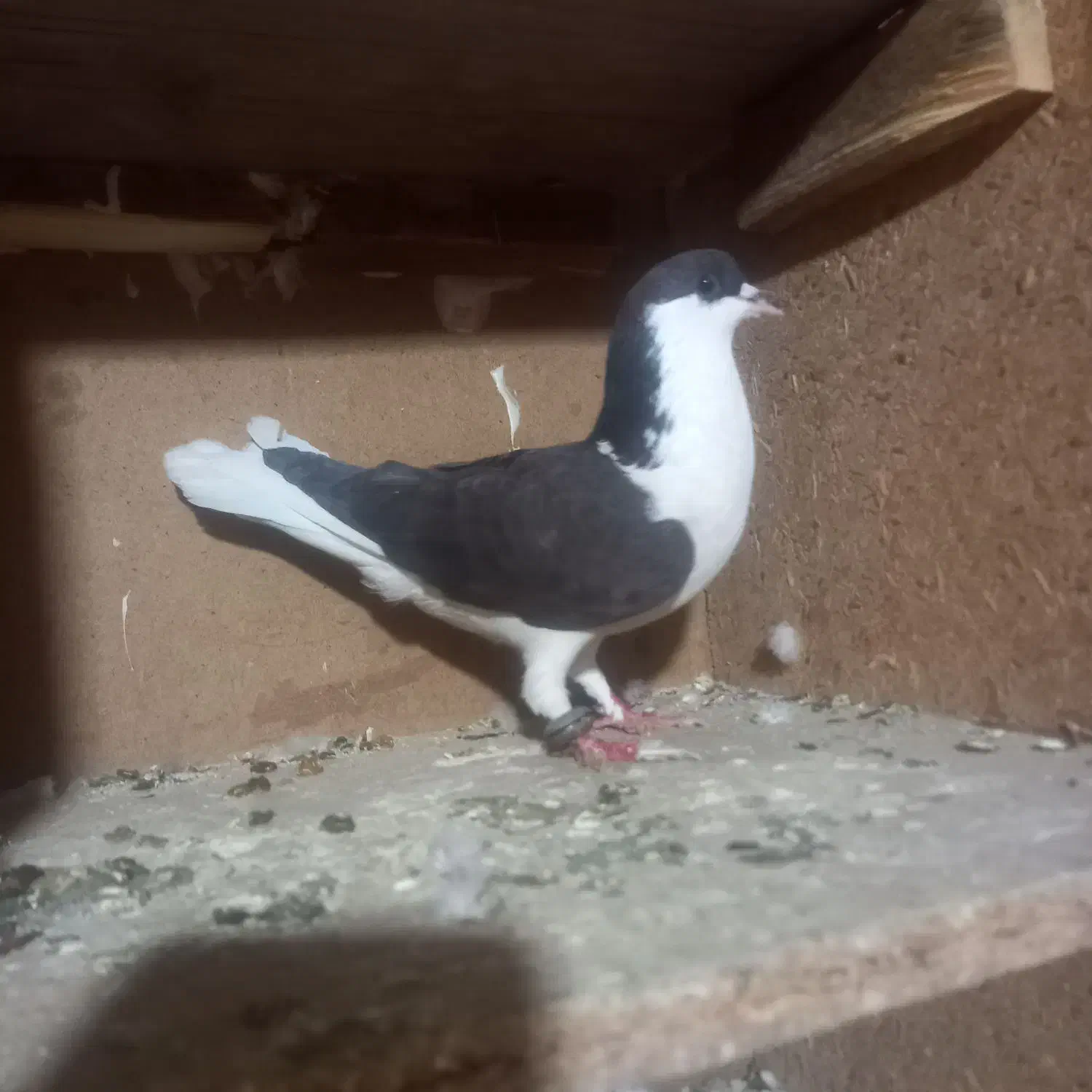 کبوتر ساده سیاه|پرنده|خاش, |دیوار